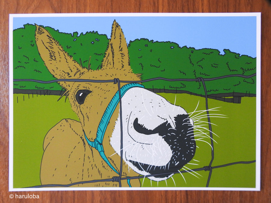 Donkey