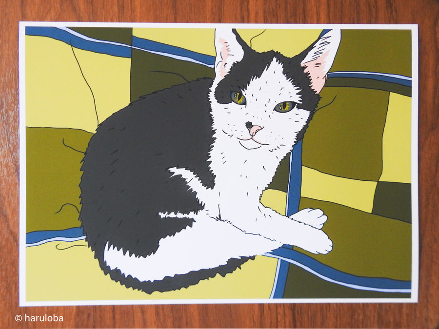 Stu Cat